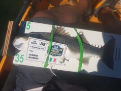 S514